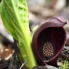 Симплокарпус вонючий