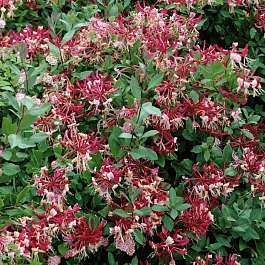 Жимолость Belgica Select