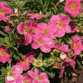 Лапчатка кустарниковая  Bellissima