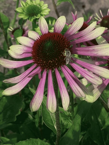 Эхинацея пурпурная Green Envy