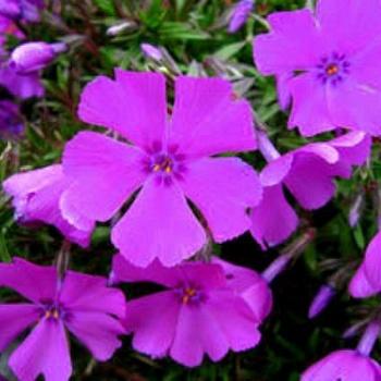 Флокс шиловидный Early Spring Purple