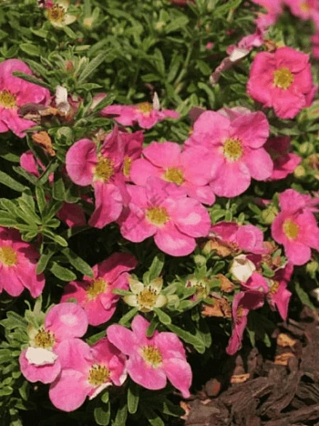 Лапчатка кустарниковая  Bellissima