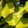 Бук лесной Dawyck Gold Бук лесной Dawyck Gold