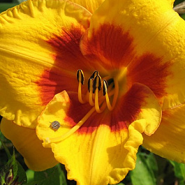 Лилейник гибридный Бруквуд Ли Кози