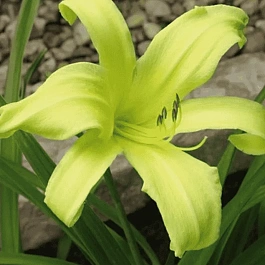 Лилейник Green Arrow