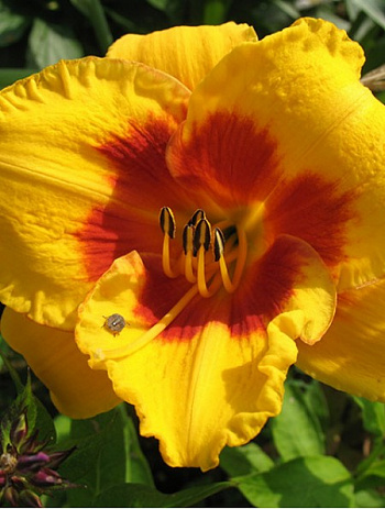 Лилейник гибридный Бруквуд Ли Кози