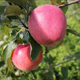 Яблоня Память Ульянищева