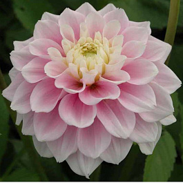 Георгина Декоративная Свит Лав