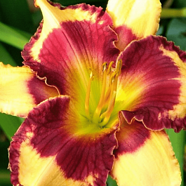 Лилейник Tropical Surprise