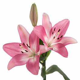 Лилия ЛА-гибрид Албуфейра НАБОР 2ШТ (2+2)