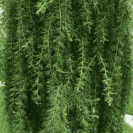 Лиственница европейская Repens