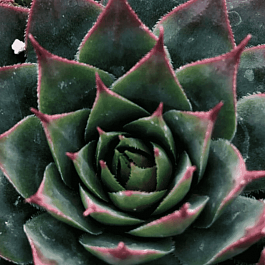 Молодило гибридное Triste