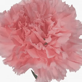 Гвоздика standaard Paris