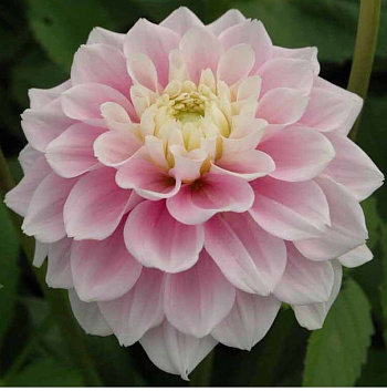 Георгина Декоративная Свит Лав