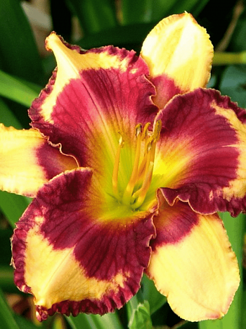 Лилейник Tropical Surprise