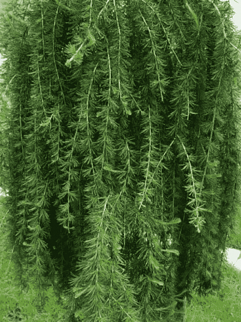 Лиственница европейская Repens