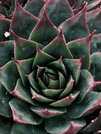 Молодило гибридное Triste