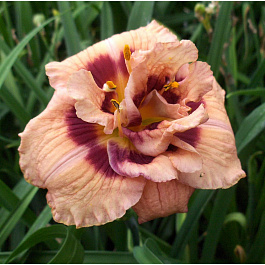 Лилейник гибридный Йо Энджел НАБОР 2ШТ (1+1)