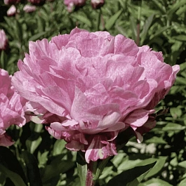 Пион Молочноцветковый Pietertje Vriend