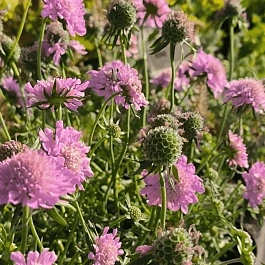 Скабиоза  японская Pink Diamonds