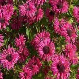 Монарда гибридная Pink Lace