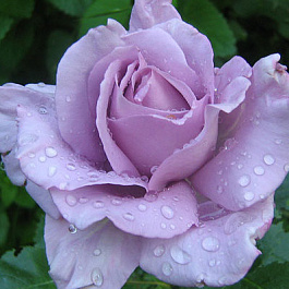 Роза чайно-гибридная Си-Си