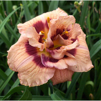 Лилейник гибридный Йо Энджел НАБОР 2ШТ (1+1)