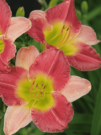 Лилейник Final Touch