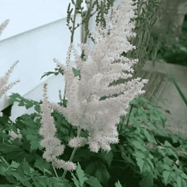 Астильба китайская Frosty Cake