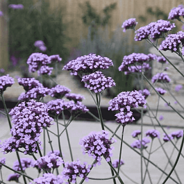 Вербена буэнос-айресская Violet Blue