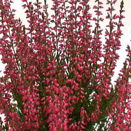 Вереск обыкновенный Selly