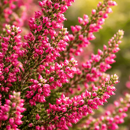 Вереск обыкновенный Siska