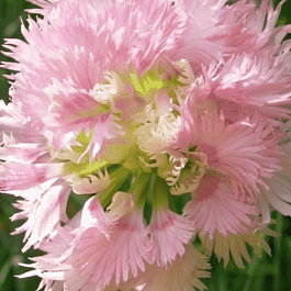 Гвоздика гибридная  Mrs Sinkins