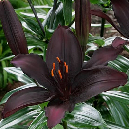 Лилия азиатская Блэк Лист