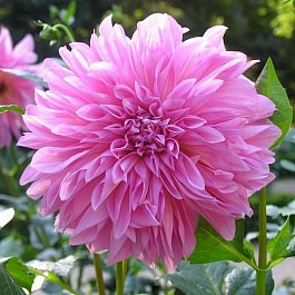 Георгина Декоративная Лавендер Перфекшн