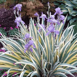 Ирис бледный Aureovariegata