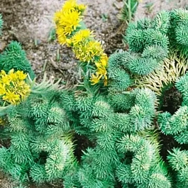 Очиток отогнутый Cristatum Blue