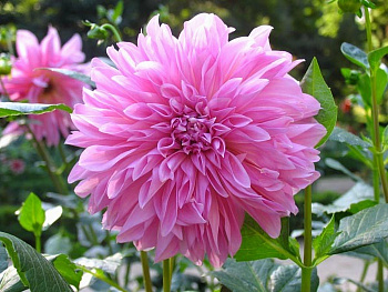 Георгина Декоративная Лавендер Перфекшн