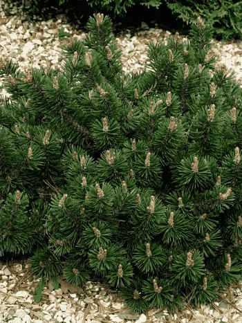 Сосна горная  Humpy