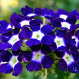 Вербена гибридная Синяя с глазком Вербена гибридная Синяя с глазком