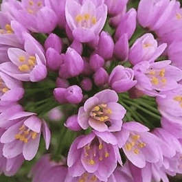 Лук декоративный Roseum