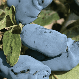 Жимолость плодовая Аврора