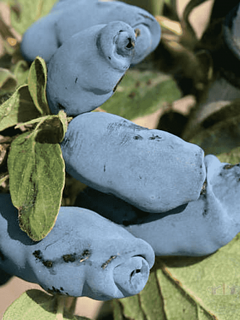 Жимолость плодовая Аврора