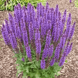 Шалфей дубравный Sensation Compact Deep Blue