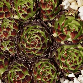 Молодило гибридное Fimbriatum