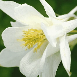 Аквилегия обыкновенная Early Bird White