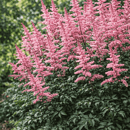 Астильба простолистная Key West