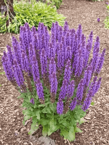 Шалфей дубравный Sensation Compact Deep Blue