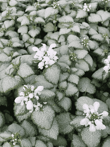 Яснотка крапчатая White Nancy