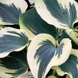 Хоста Firn Line
